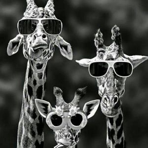 Meet your Posher, Karen